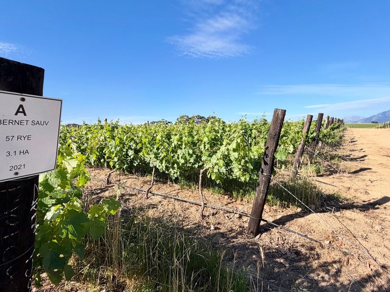 A well-maintained vineyard block featuring Cabernet Sauvignon vines, complete with irrigation infrastructure and clear block identification signage.