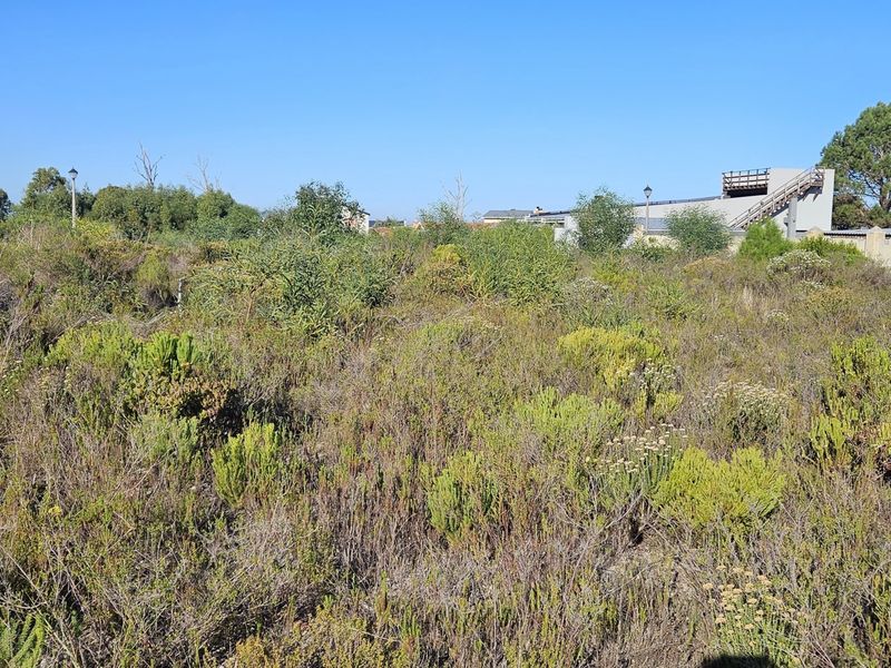 A view of a vacant residential plot covered in native scrub vegetation with a boundary wall visible in the background.