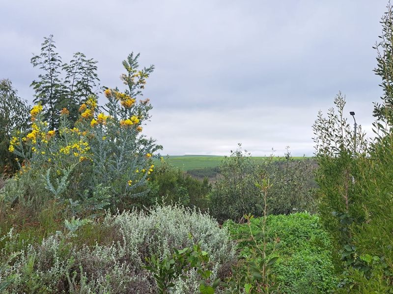 A scenic view of the natural landscape and native vegetation on the vacant residential property.