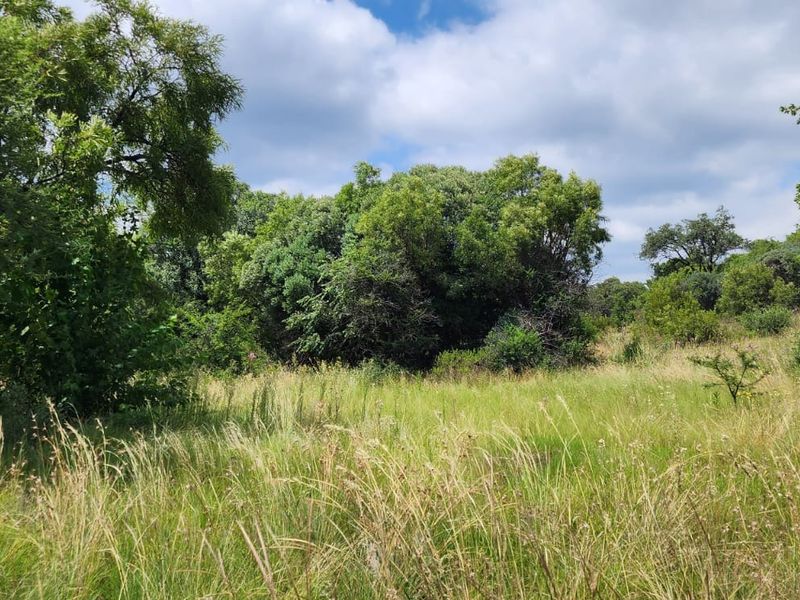 A view of the natural, undeveloped landscape on the small holding, featuring indigenous trees and tall grass.