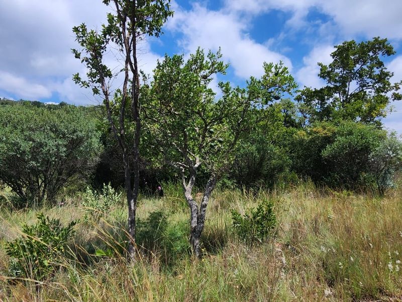 A view of the natural landscape and indigenous vegetation on the small holding, featuring a gravel pathway alongside the bushveld.