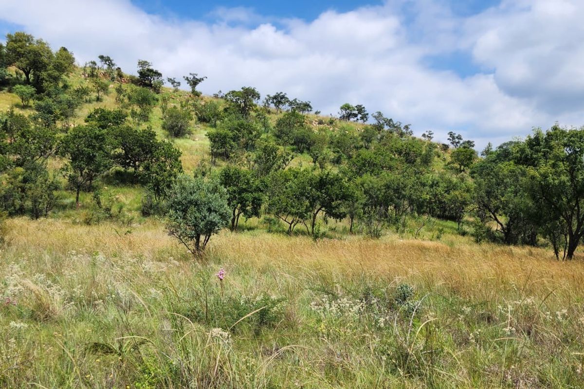 A scenic view of the natural landscape on the small holding, featuring a grassy hillside with indigenous trees and vegetation.