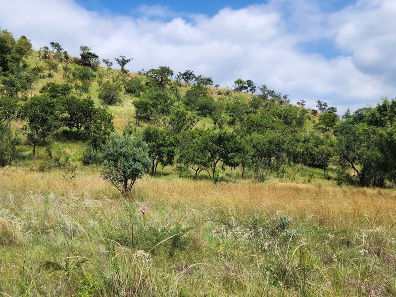 A scenic view of the natural landscape on the small holding, featuring a grassy hillside with indigenous trees and vegetation.