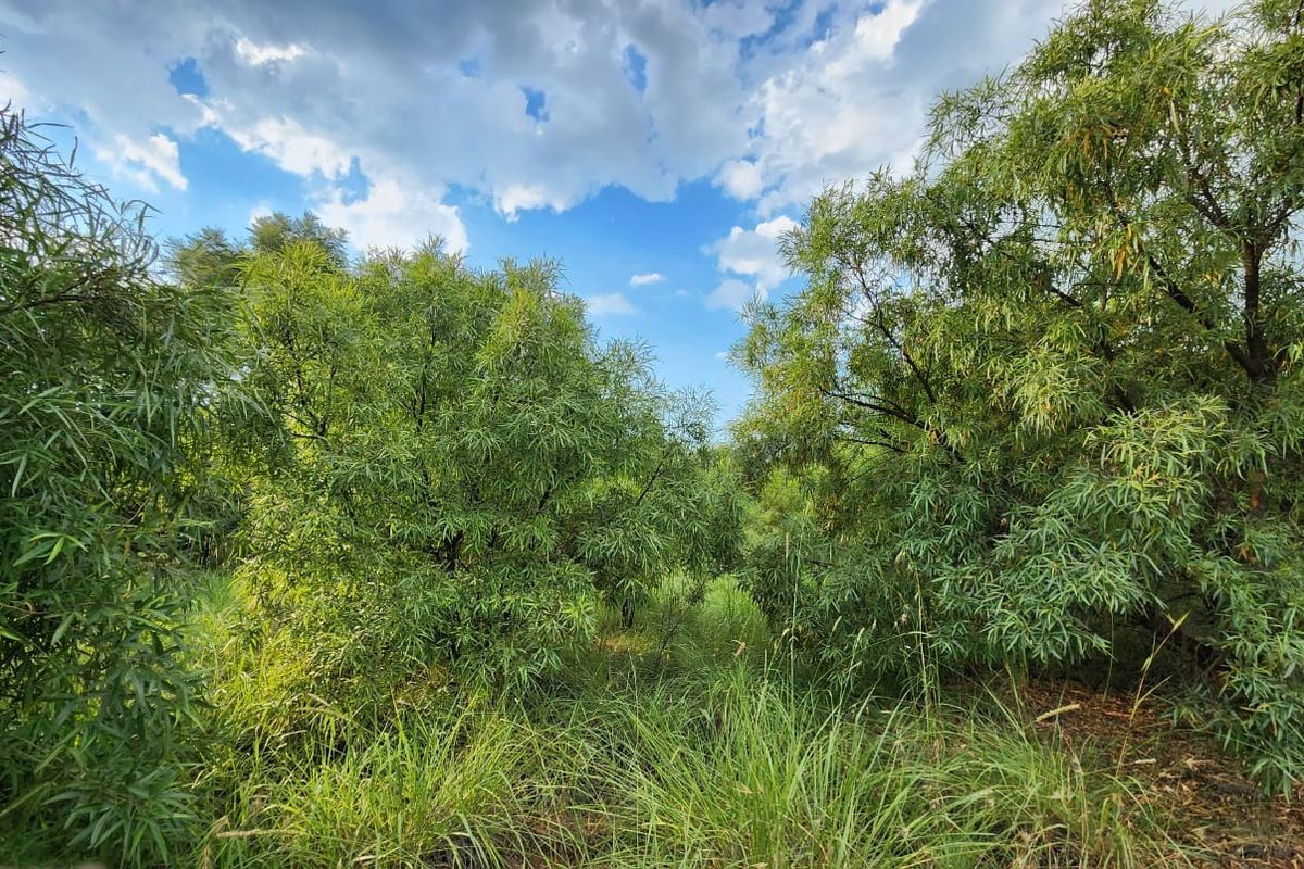Vacant land in Leloko phase 4 - Photo 3