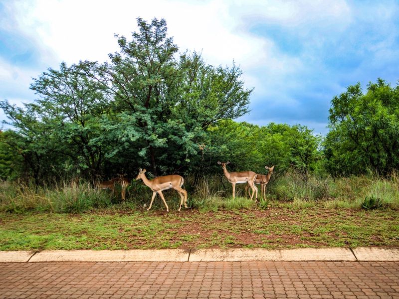 Vacant land in Leloko phase 4 - Photo 5