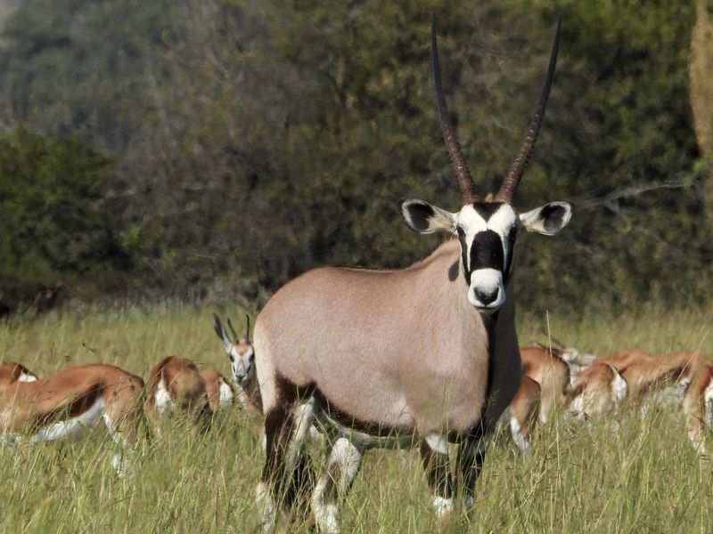 A photograph of wildlife in a grassy field, not depicting any residential property infrastructure or building features.