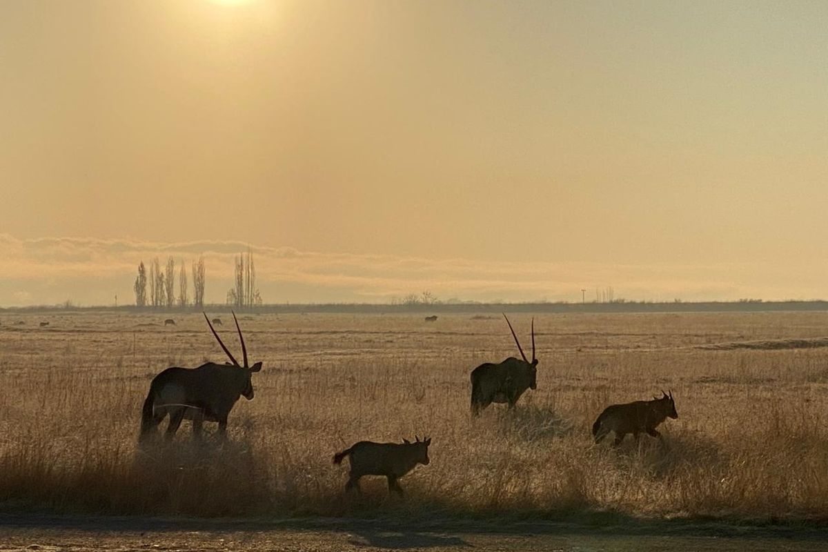 A scenic view of open grassland featuring wildlife, showcasing the natural landscape and expansive terrain of the property.