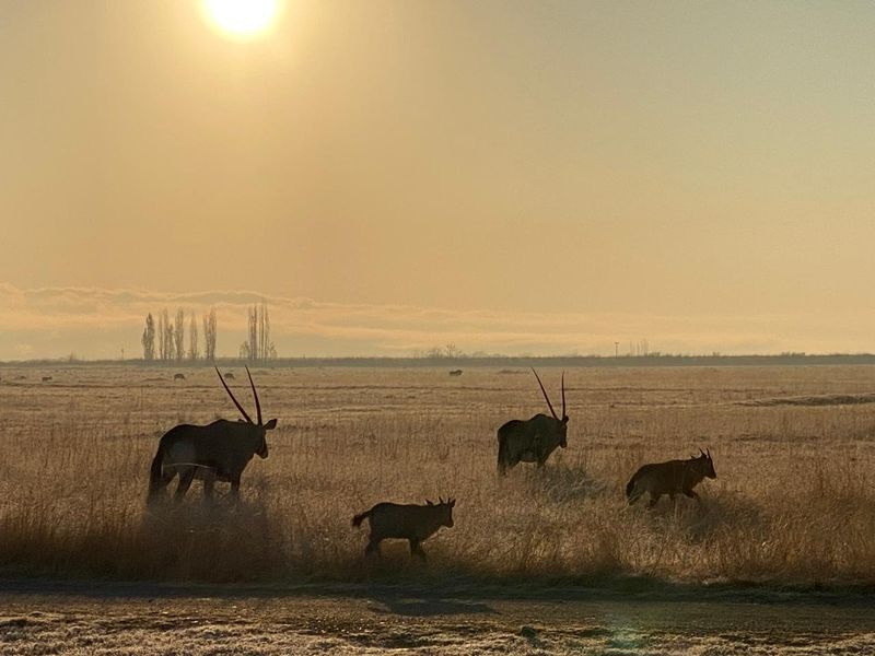 A scenic view of open grassland featuring wildlife, showcasing the natural landscape and expansive terrain of the property.