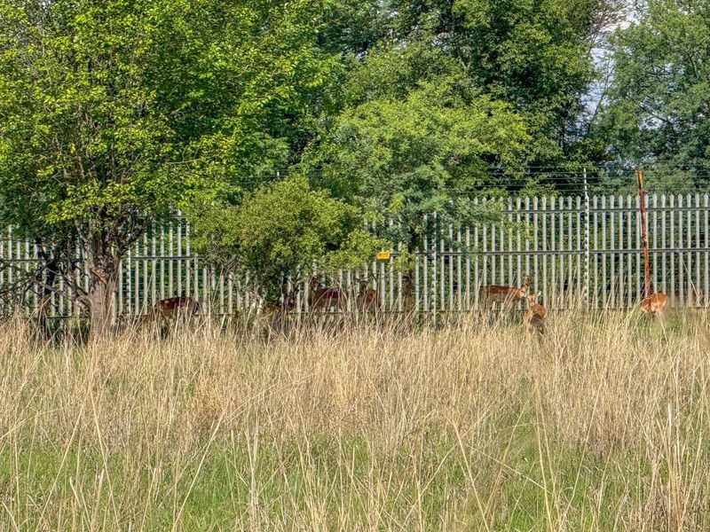 A view of the property boundary featuring established trees and secure palisade fencing with electric security wires.
