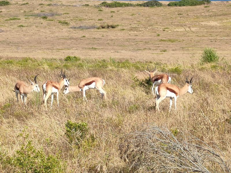 Klein Karoo - Photo 6
