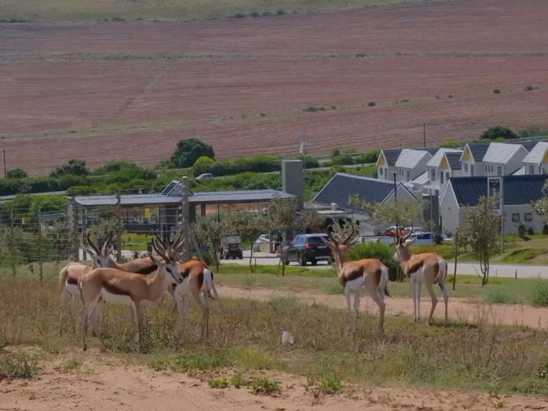 Klein Karoo - Photo 7