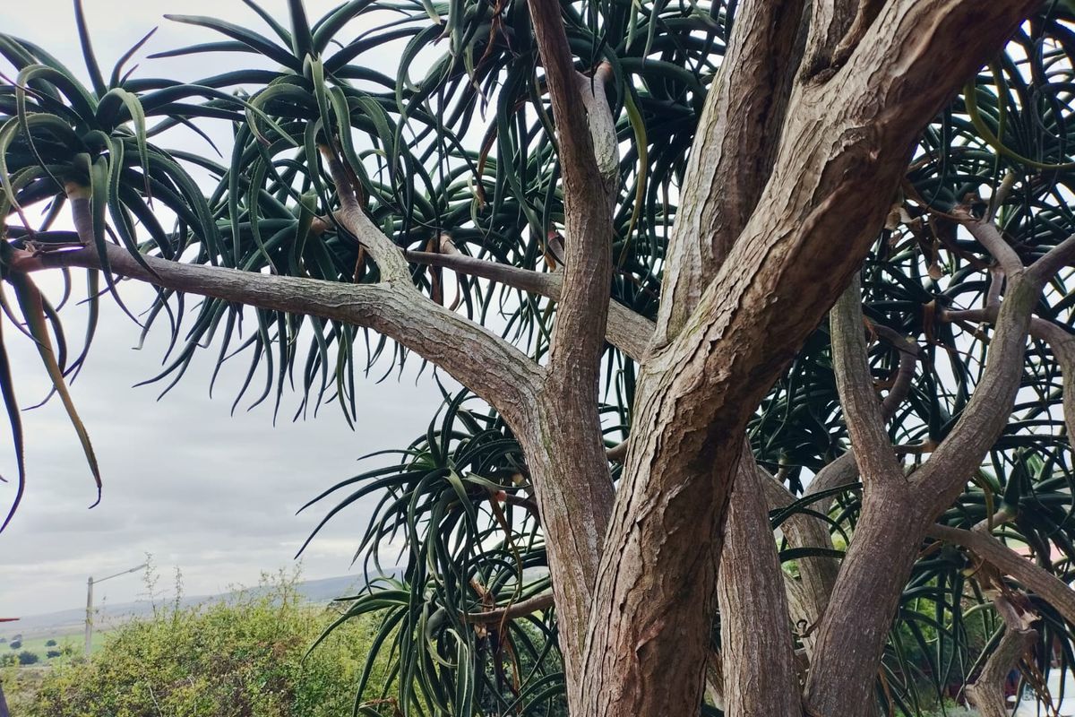 INVESTOR'S DREAM IN POPULAR FRAAIUITSIG - Photo 5