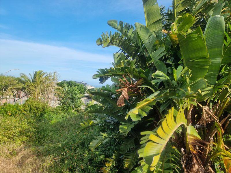 A view of the residential land featuring established greenery and mature plants, showcasing the natural landscape of the property.