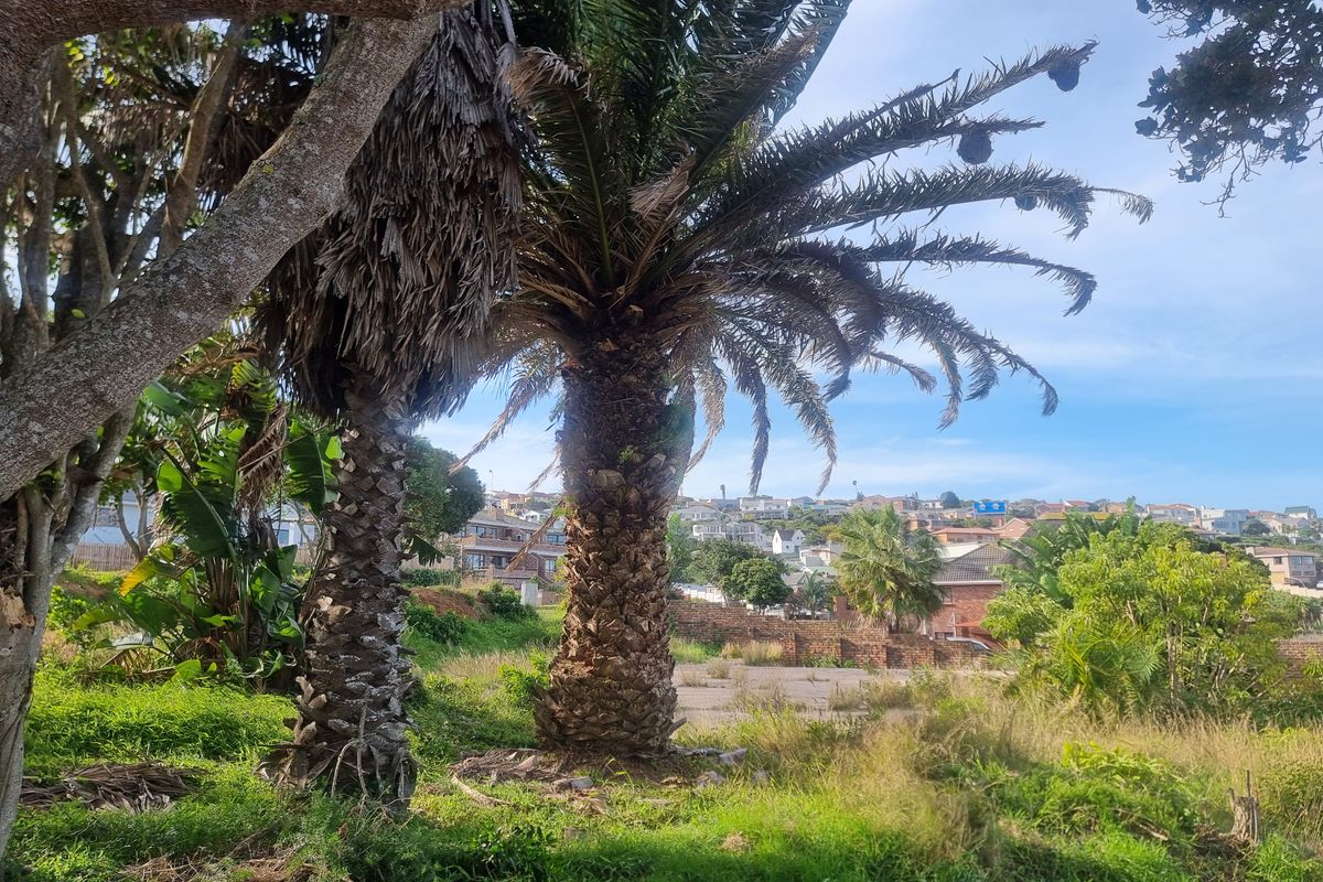 A view of a vacant residential plot featuring mature palm trees, a brick retaining wall, and a paved area with surrounding neighborhood views.