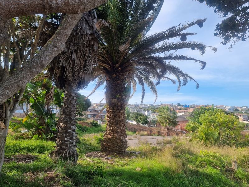 A view of a vacant residential plot featuring mature palm trees, a brick retaining wall, and a paved area with surrounding neighborhood views.