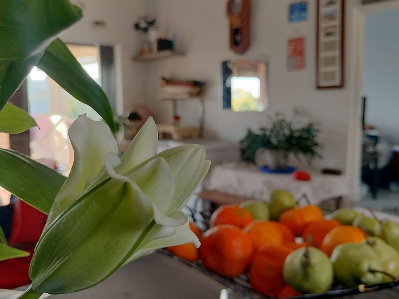 A close-up interior shot focusing on a flower in the foreground with a blurred living area in the background.