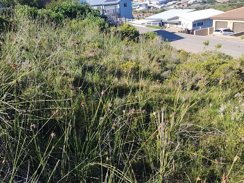 A view of a sloped, undeveloped residential plot covered in native vegetation, situated in a developed neighborhood.