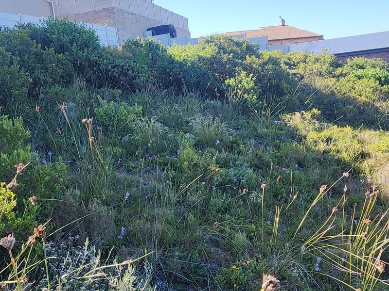 A view of a sloped residential plot featuring established indigenous vegetation and natural landscaping.