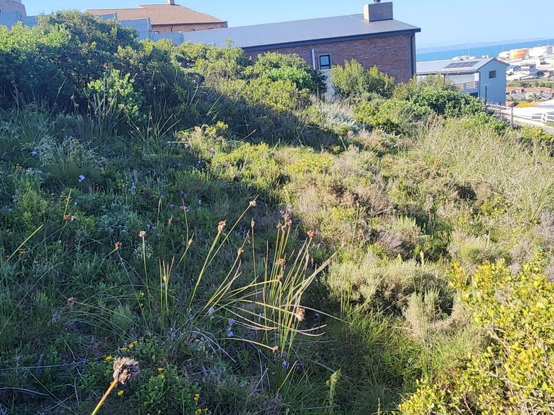 A view of a sloped, undeveloped residential plot covered in natural indigenous vegetation with surrounding neighborhood buildings visible in the background.