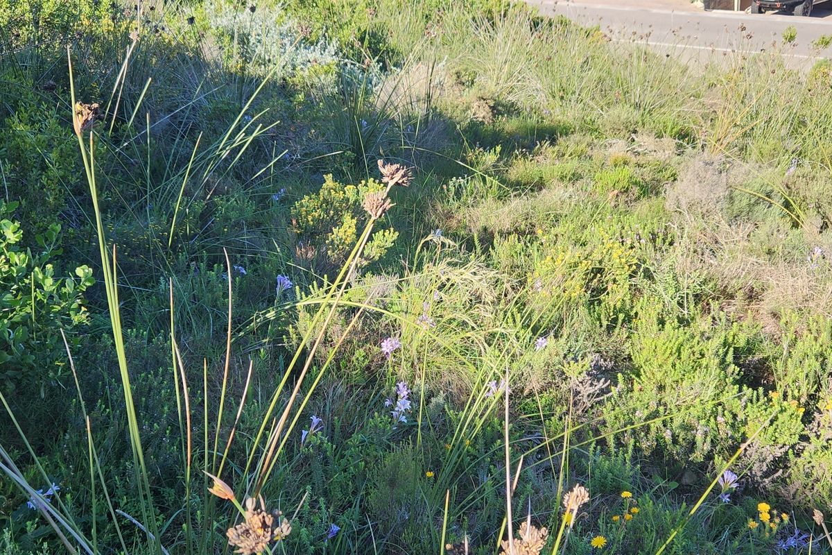 A view of a vacant residential plot featuring natural, uncultivated native vegetation and wild grasses.