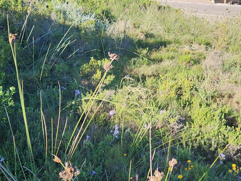A view of a vacant residential plot featuring natural, uncultivated native vegetation and wild grasses.