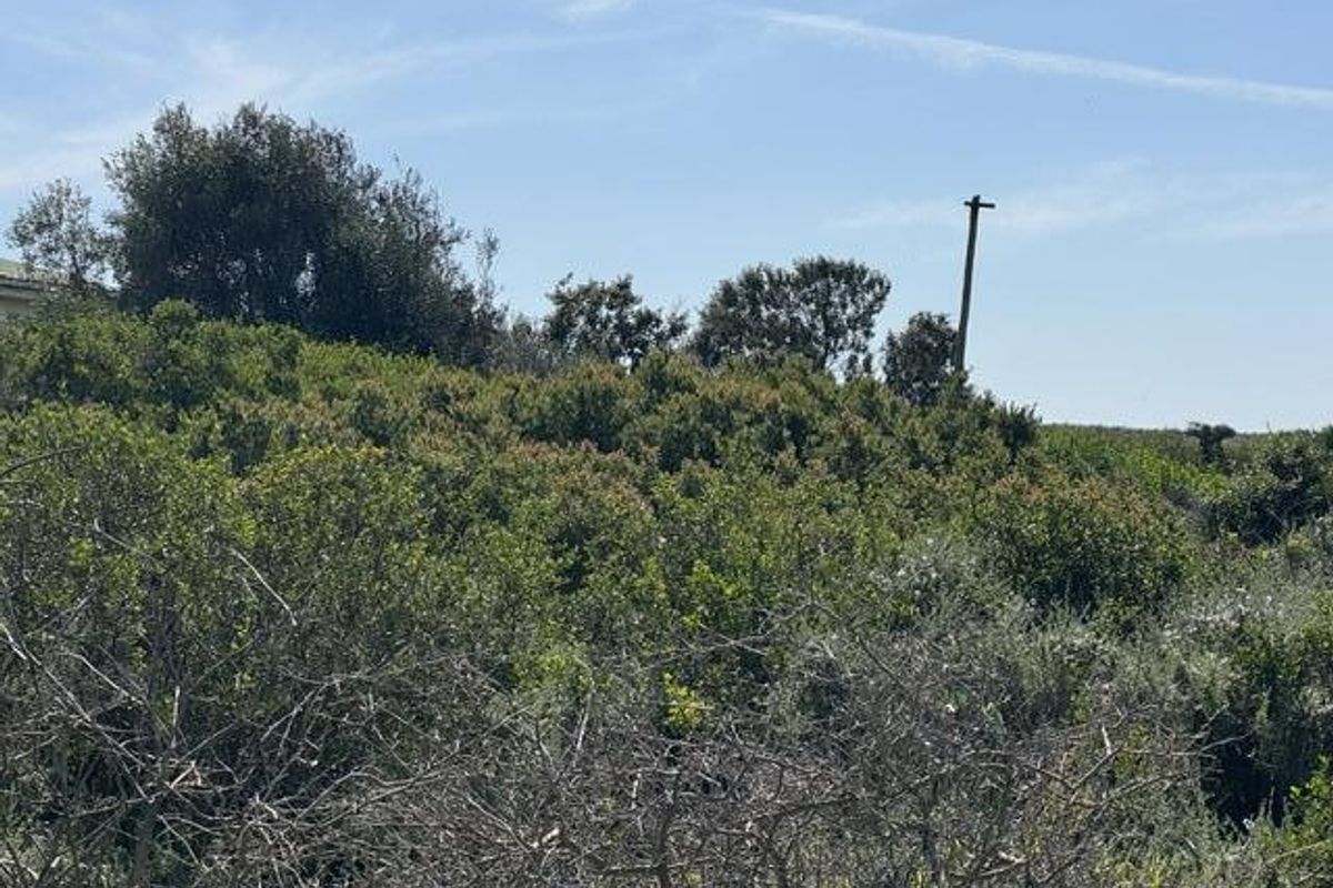 A view of a vacant residential plot covered in dense natural vegetation and shrubs with a utility pole visible in the background.