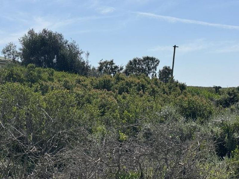 A view of a vacant residential plot covered in dense natural vegetation and shrubs with a utility pole visible in the background.