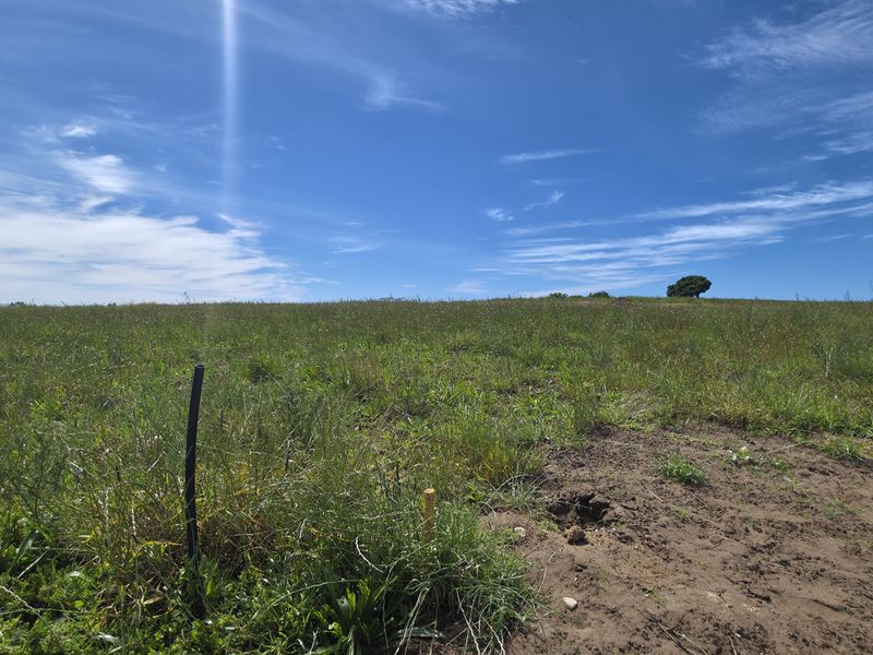 A view of a vacant residential plot of land featuring natural vegetation and clear boundary markers, situated adjacent to a paved road.