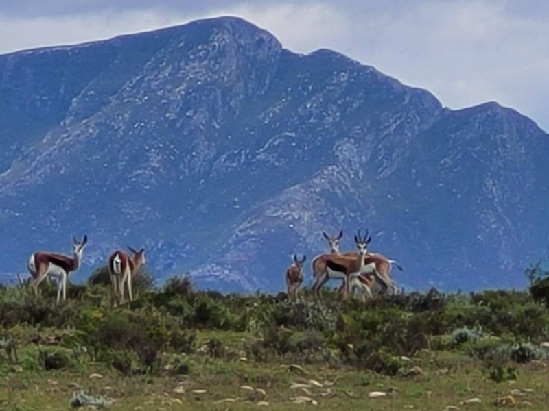 Dual Title Gourits River Farm – Scenic Riverside Living with Farming Potential - Photo 9