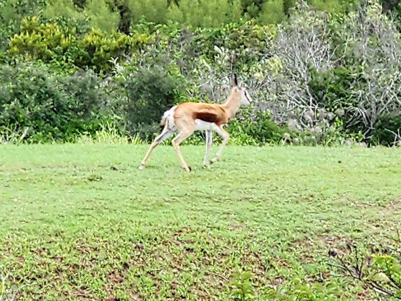 Your Private Wildlife Sanctuary stand - Photo 9