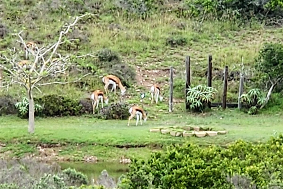 Your Private Wildlife Sanctuary stand - Photo 2