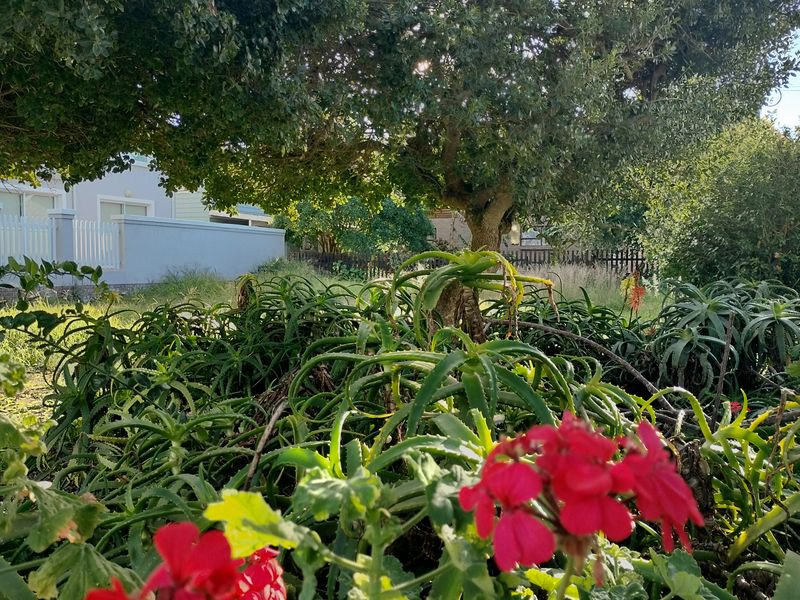 A view of a residential garden featuring established trees, mature aloe plants, and a boundary wall.