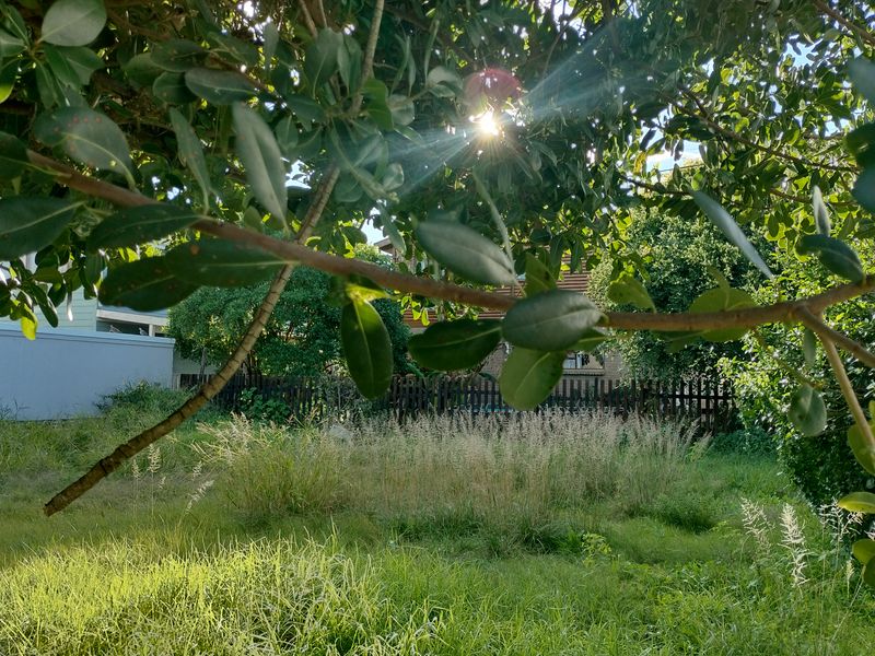 A view of a residential vacant plot featuring overgrown grass and mature trees, enclosed by a perimeter fence.