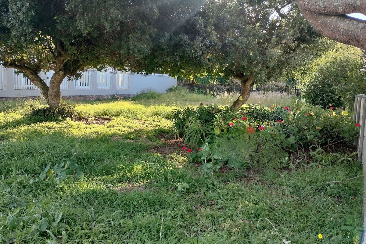 A residential garden area featuring mature trees, established shrubs, and perimeter boundary walling on a vacant residential plot.