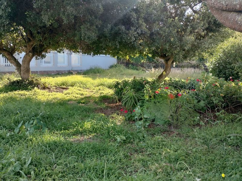 A residential garden area featuring mature trees, established shrubs, and perimeter boundary walling on a vacant residential plot.