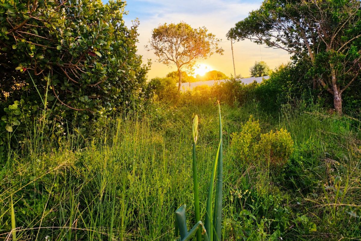 A view of a vacant residential plot featuring natural vegetation and mature trees at sunset.
