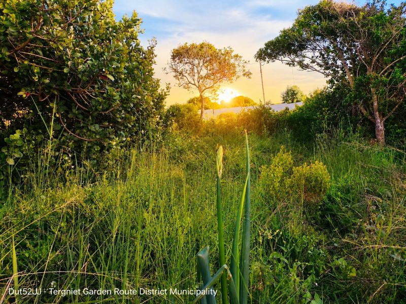 A view of a vacant residential plot featuring natural vegetation and mature trees at sunset.