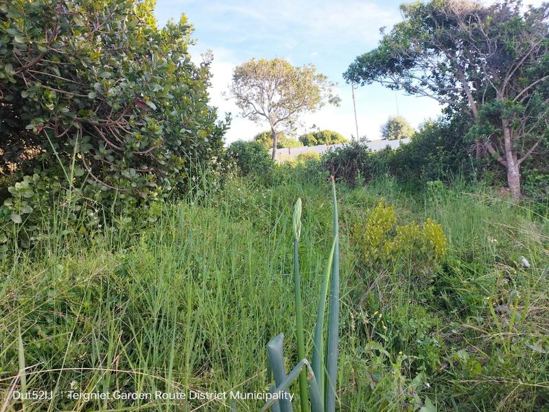 A view of the natural vegetation and mature trees on the vacant residential land plot.