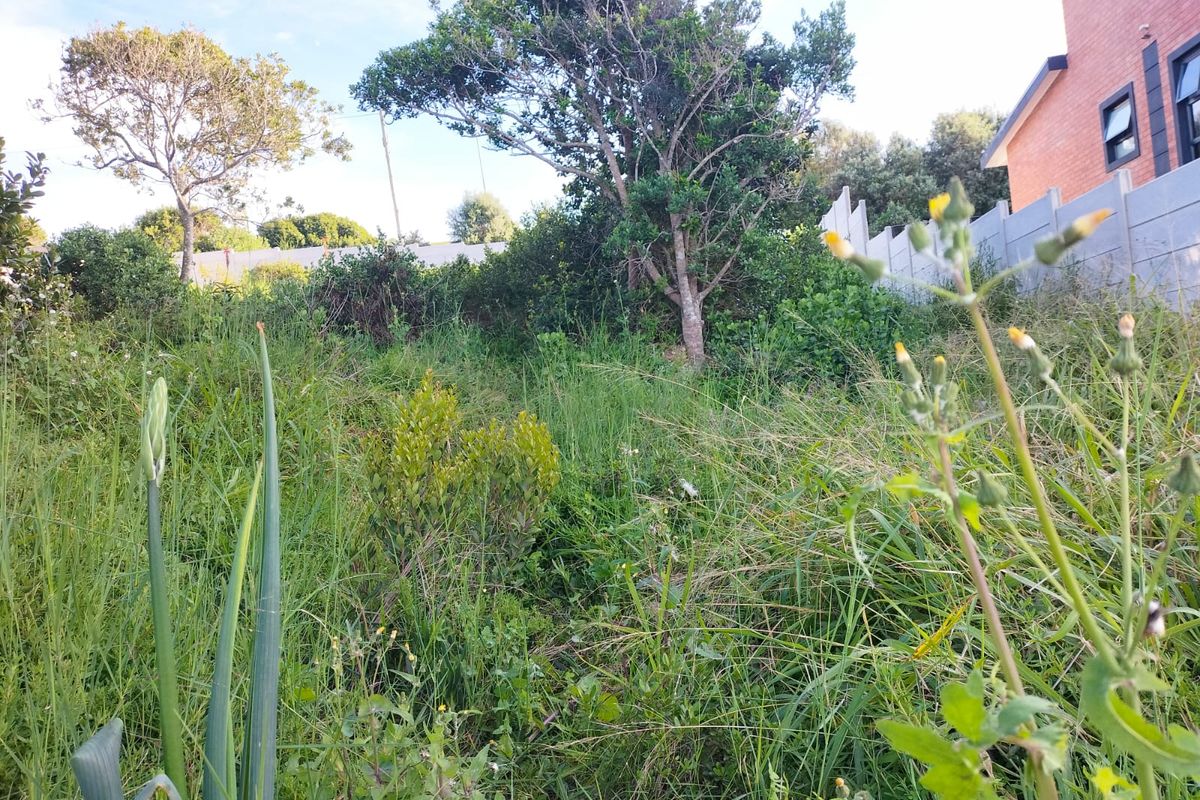 A view of a residential vacant land plot featuring mature trees, natural vegetation, and a precast concrete boundary wall.