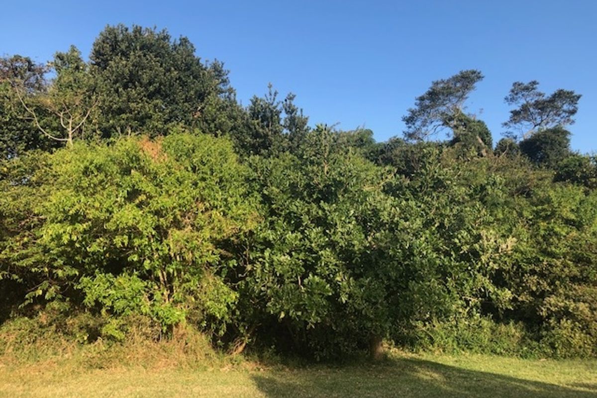 A view of the lush, established vegetation and trees located on the residential vacant land plot.
