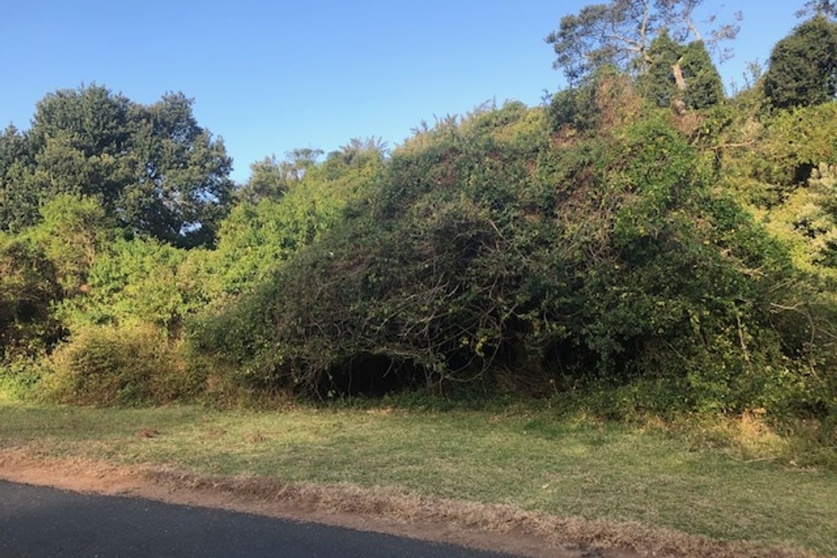 A view of a vacant residential plot featuring dense, overgrown vegetation and mature trees, accessible from the adjacent paved road.