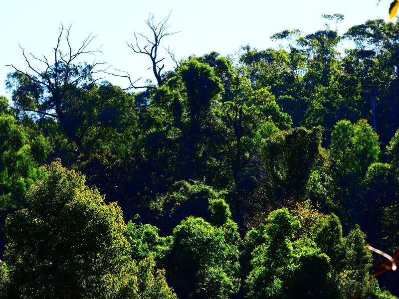 18 Hectares of Woodland in Montrose - Photo 10