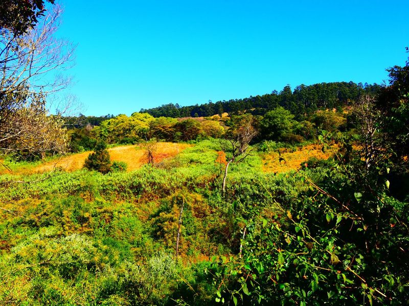 18 Hectares of Woodland in Montrose - Photo 9