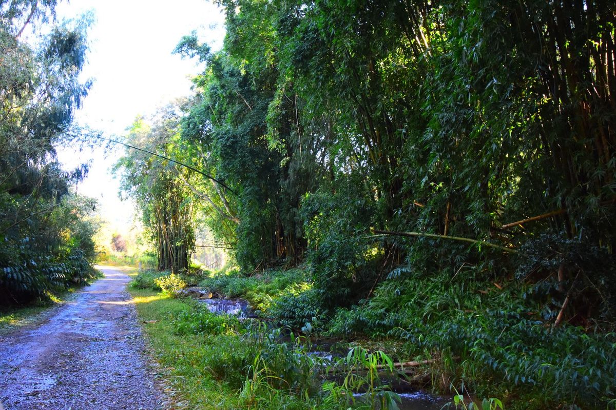 A natural residential plot featuring a lush bamboo grove, a small stream, and an unpaved access path.