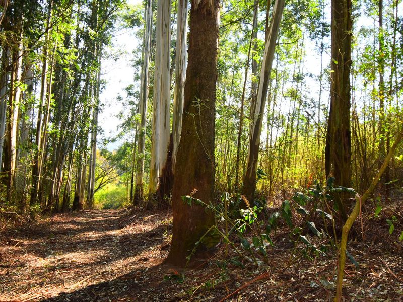 R 11 000,000 - 14.89 Ha Vacant Land for Sale in Montrose - Photo 1