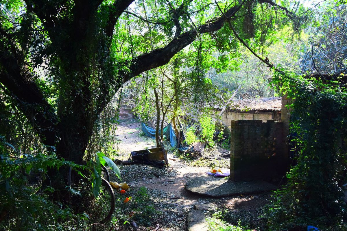A heavily overgrown residential plot featuring mature trees and the remains of a dilapidated brick structure.