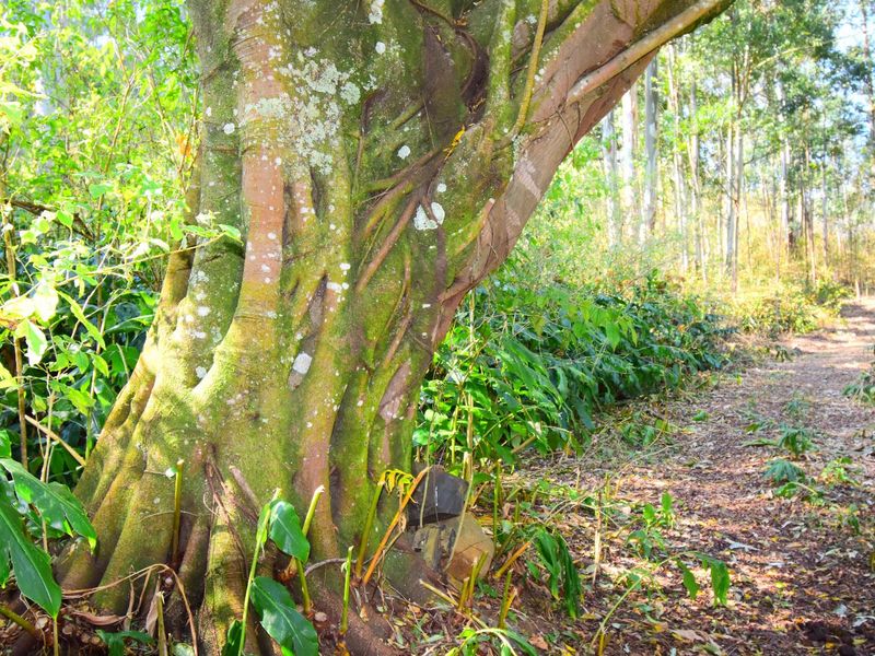 R 11 000,000 - 14.89 Ha Vacant Land for Sale in Montrose - Photo 7