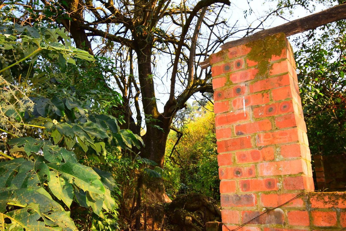 A view of a garden area featuring a weathered brick pillar surrounded by overgrown trees and vegetation on a vacant residential plot.