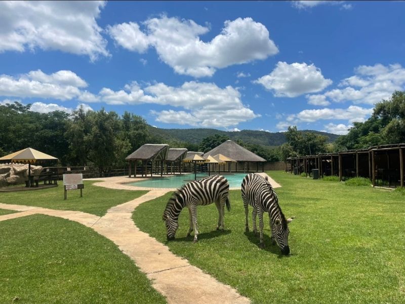 Outdoor pool area featuring thatched structures, paved walkways, and expansive green lawns in a natural bushveld setting.