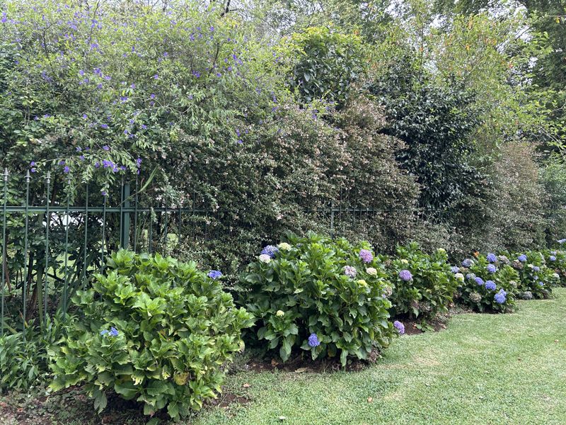 A well-maintained garden area featuring a manicured lawn, mature flowering hydrangea bushes, and a decorative metal perimeter fence.